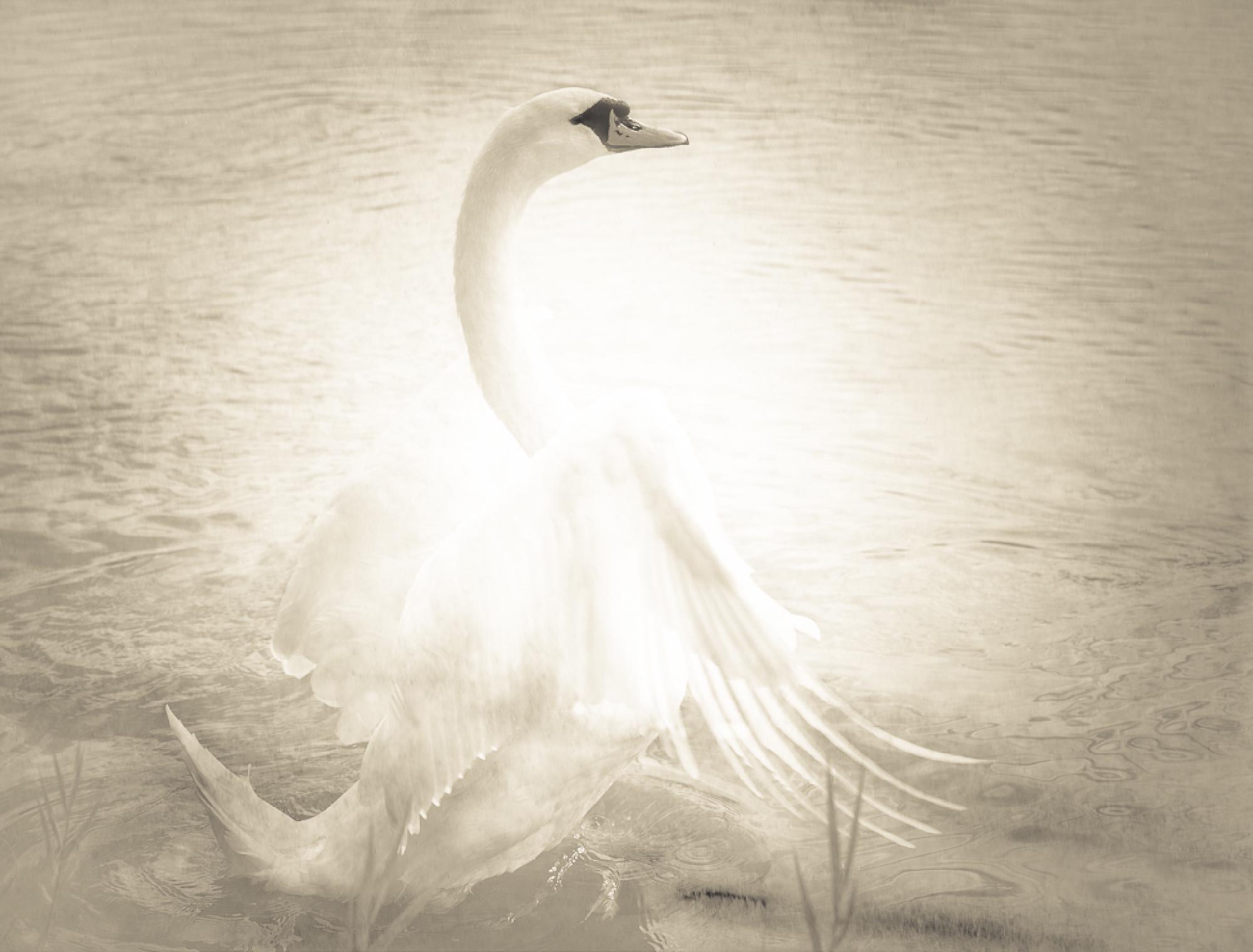 Featured image of post Swan - A True Life Fairy Tale