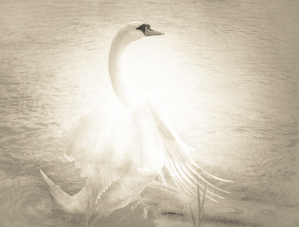 © Nicola Hackl-Haslinger, Swan I, 2020