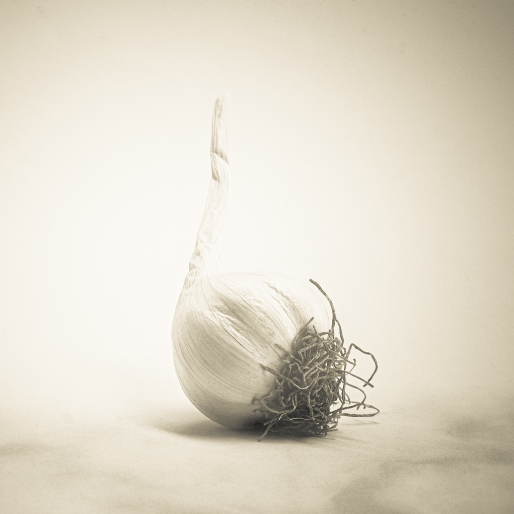 © Nicola Hackl-Haslinger, Allium sativum, 2023