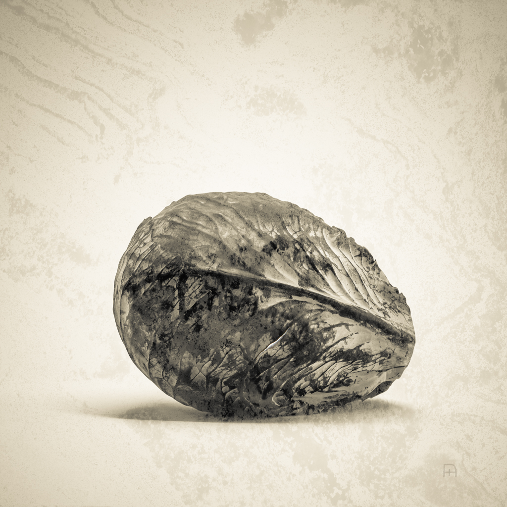 © Nicola Hackl-Haslinger, Brassica oleracea var. capitata f. rubra, 2023