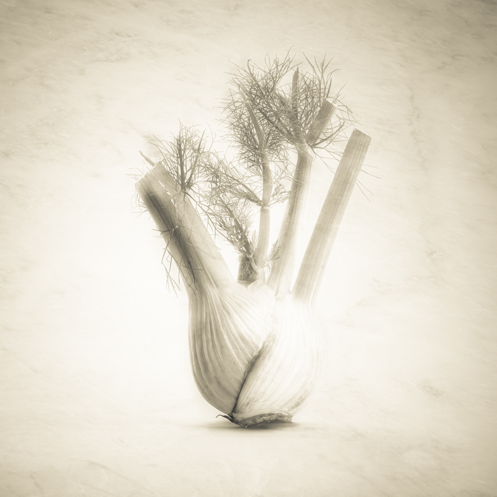© Nicola Hackl-Haslinger, Foeniculum vulgare, 2023