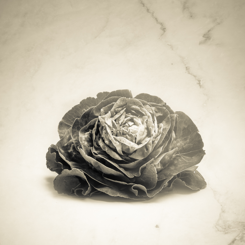 © Nicola Hackl-Haslinger, Lactuca sativa, 2023