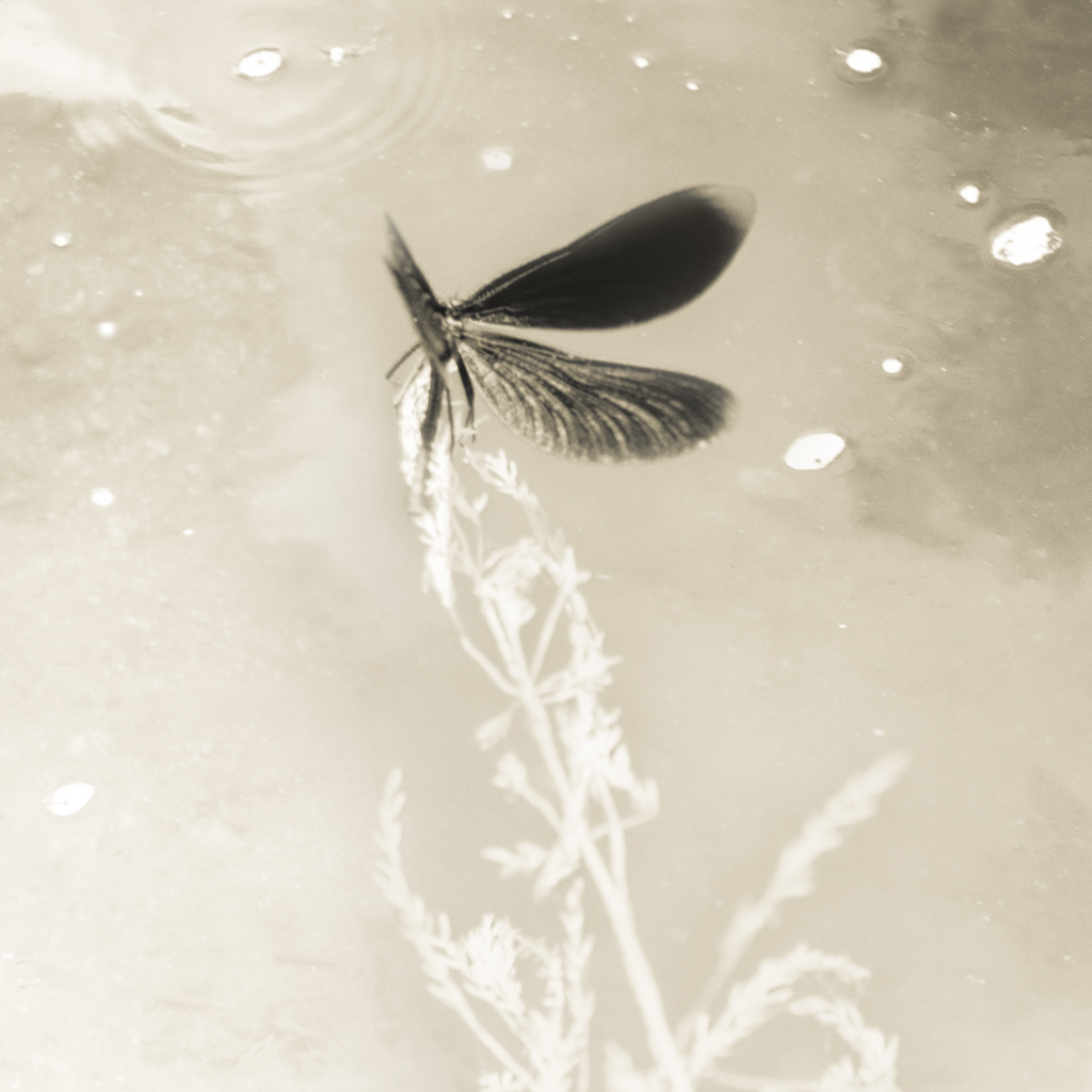 © Nicola Hackl-Haslinger, Calopteryx Virgo III, 2023