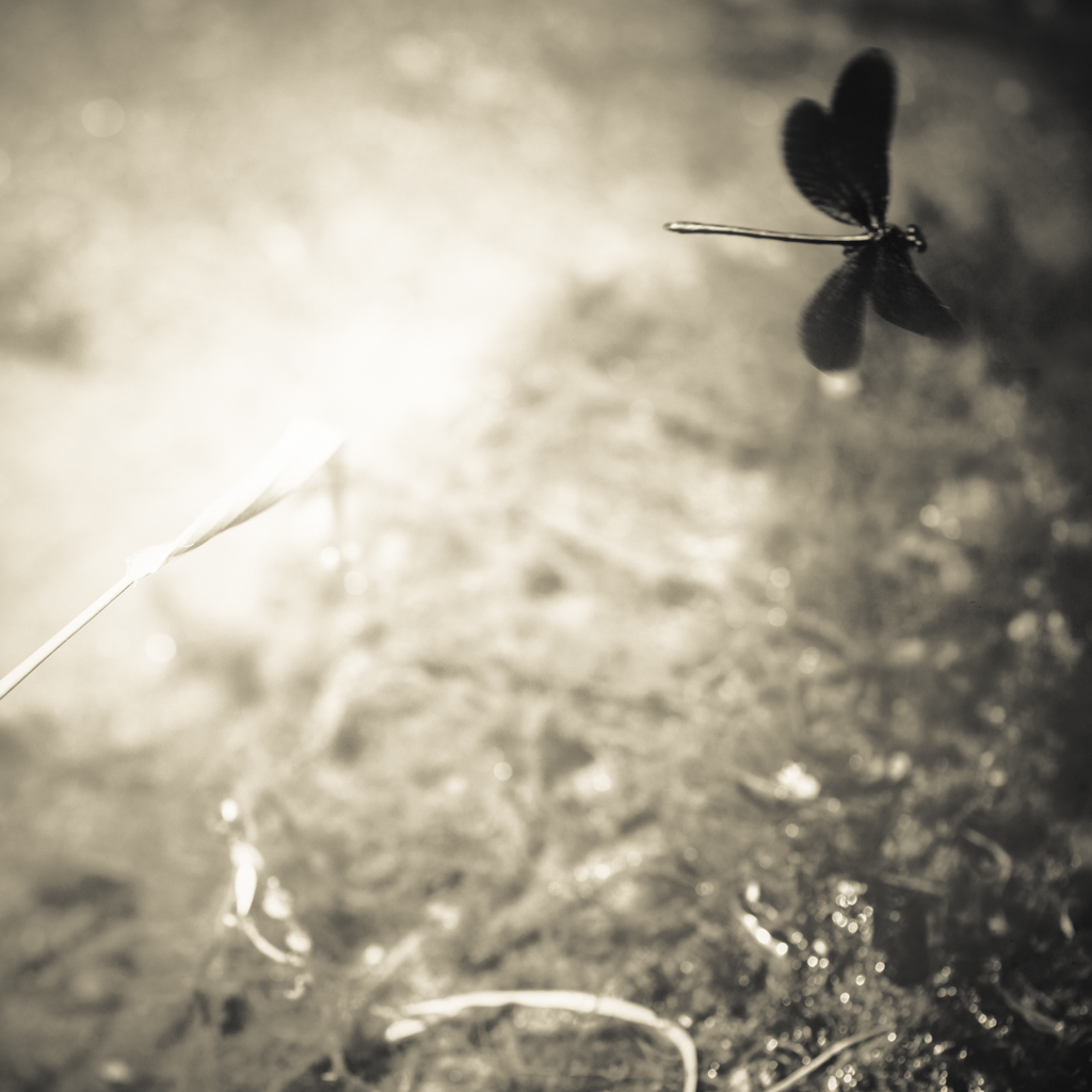 © Nicola Hackl-Haslinger, Calopteryx Virgo II, 2023