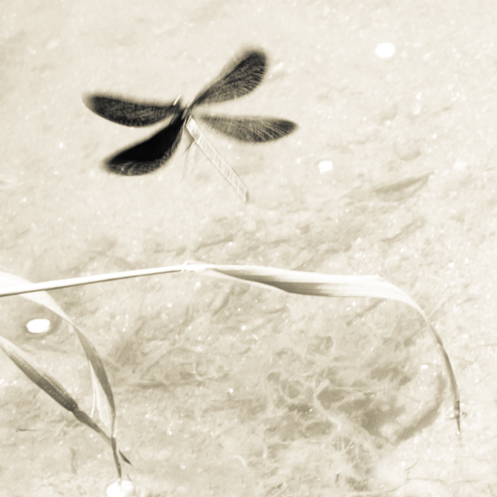 © Nicola Hackl-Haslinger, Calopteryx Virgo I, 2023