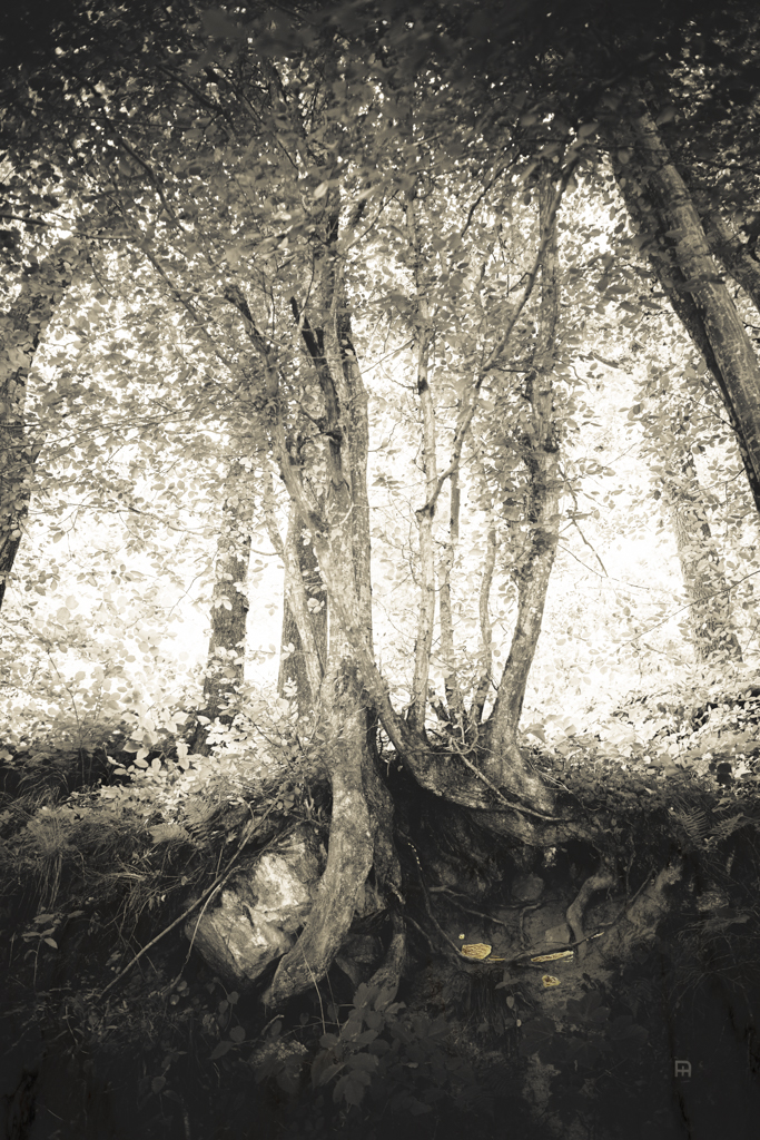 © Nicola Hackl-Haslinger, Nearby, 2023