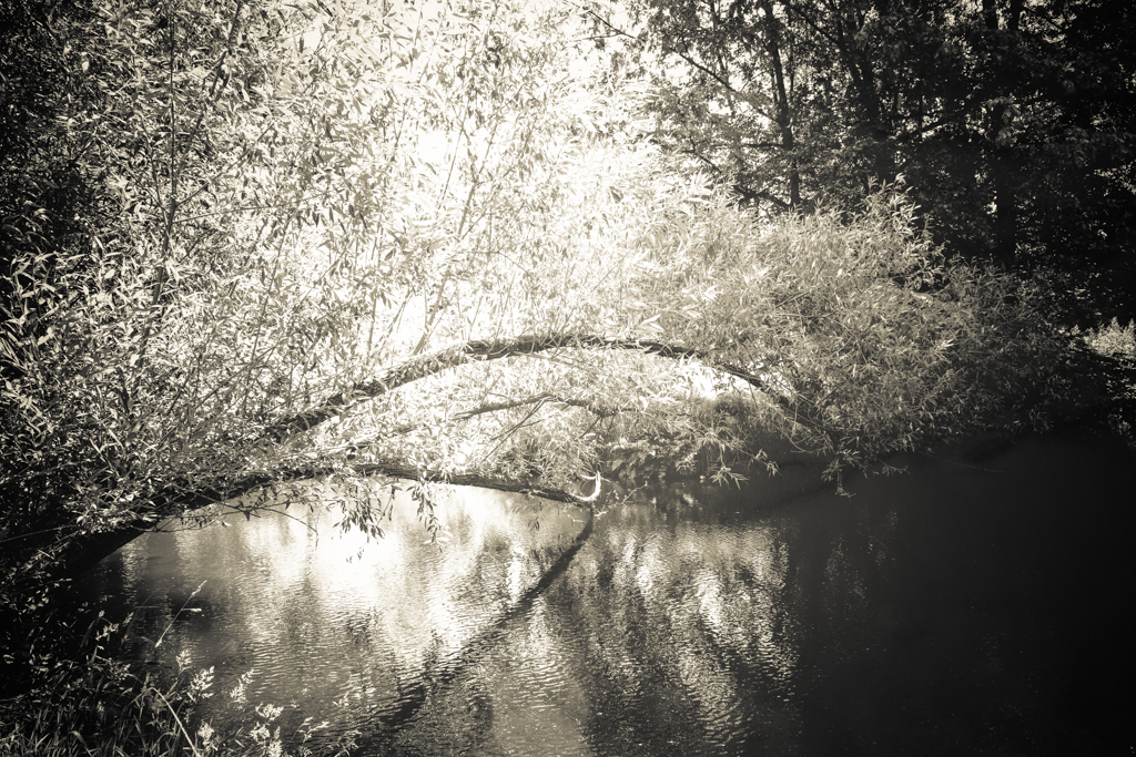 © Nicola Hackl-Haslinger, Rodltal III, 2023