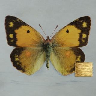 When Silence Takes Flight