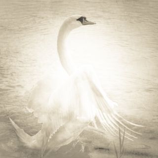 Swan